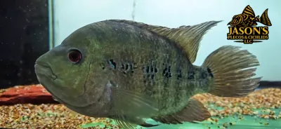 Lyonsi Cichlid - (Amphilophus Lyonsi)