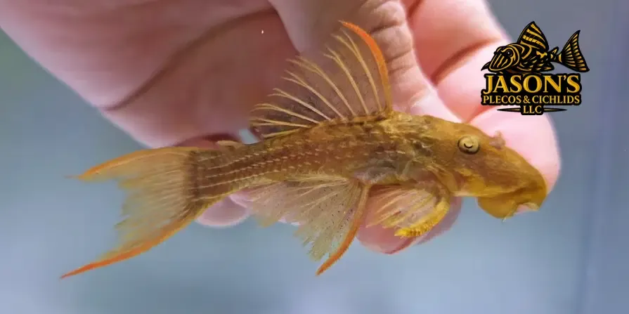L024 Red Fin Cactus Pleco - (Pseudacanthicus pitanga)