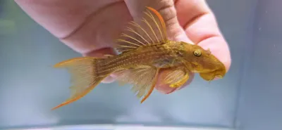 L024 Red Fin Cactus Pleco - (Pseudacanthicus pitanga)