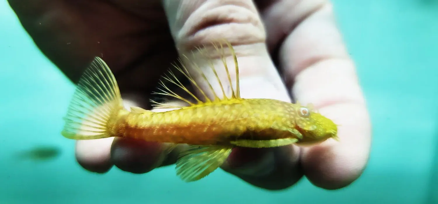 Shortfin Albino Bristlenose - (Ancistrus cf. cirrhosus)