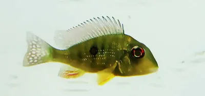 Caqueta Gold Eartheater - (Geophagus sp. ‘Caqueta’)