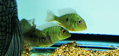 Caqueta Gold Eartheater - (Geophagus sp. ‘Caqueta’)