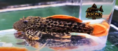 L600/LDA073 Leopard Cactus Pleco - (Pseudacanthicus leopardus)