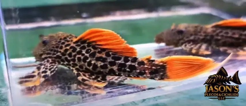 L600/LDA073 Leopard Cactus Pleco - (Pseudacanthicus leopardus)