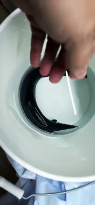 Fire Eel - (Mastacembelus erythrotaenia) Fire Eel - (Mastacembelus erythrotaenia)