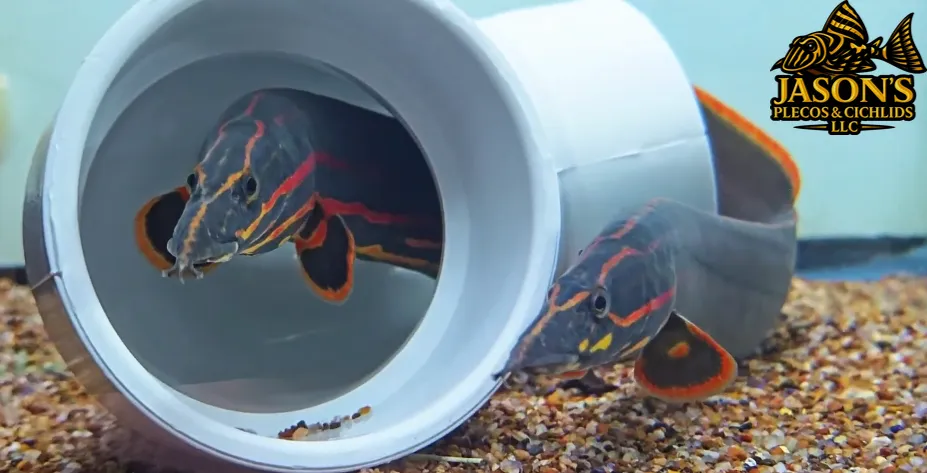 Fire Eel - (Mastacembelus erythrotaenia)