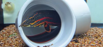 Fire Eel - (Mastacembelus erythrotaenia)