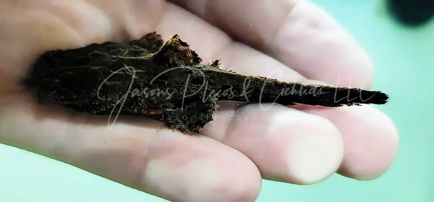 Frogmouth Catfish - (Chaca chaca)