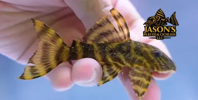 L398 Tanke Tiger Pleco - (Panaqolus tankei)