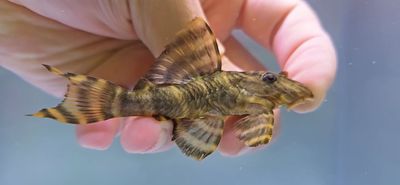 L398 Tanke Tiger Pleco - (Panaqolus tankei)