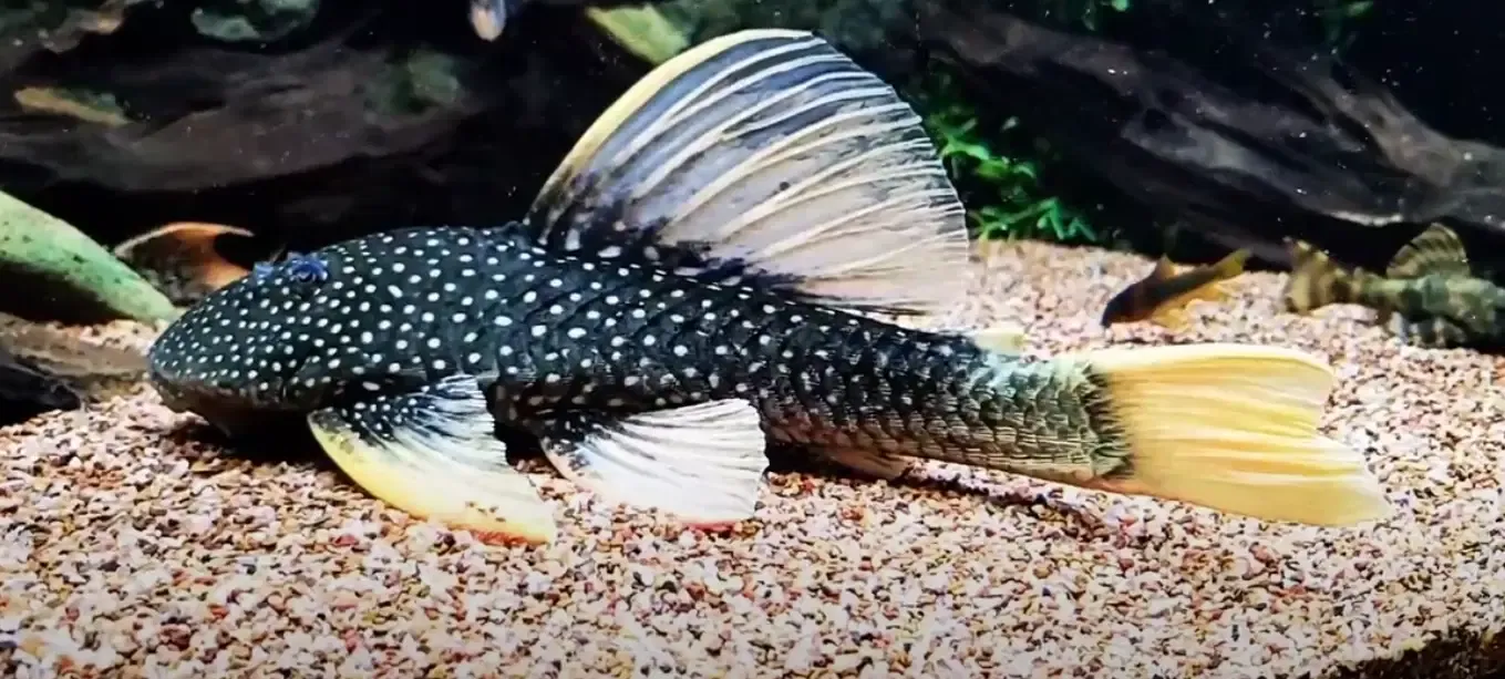 Phase II Luteus Pleco/Golden Sailfin Pleco - (Hypostomus Luteus) Argentina