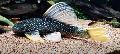 Phase II Luteus Pleco/Golden Sailfin Pleco - (Hypostomus Luteus) Argentina