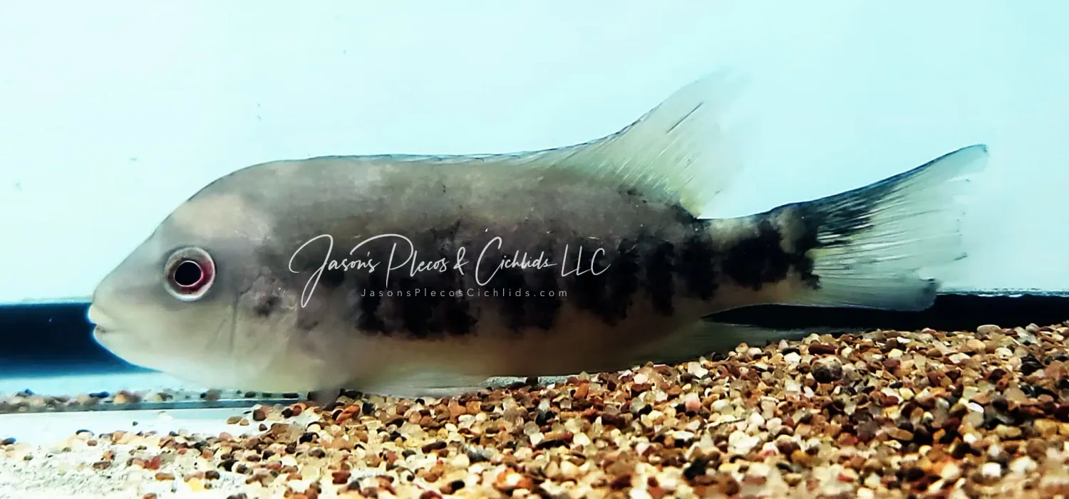 Tuba Cichlid - (Tomocichla tuba)