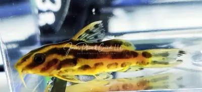 Pyjama Catfish - (Synodontis flavitaeniatus)