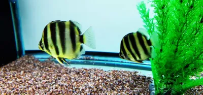 African Tiger Scat - (Scatophagus tetracanthus) African Tiger Scat - (Scatophagus tetracanthus)