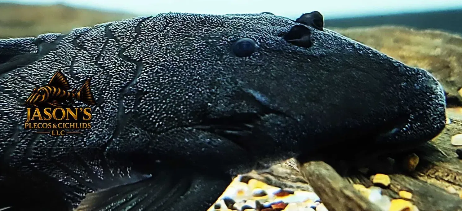 L350 Coal Pleco (Peckoltia pankimpuju)