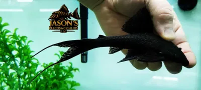 L350 Coal Pleco (Peckoltia pankimpuju)