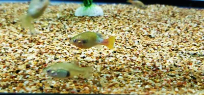 San Marcos Goodeid - (Xenotoca doadrioi) San Marcos Goodeid - (Xenotoca doadrioi)