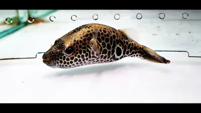Thai Puffer - (Pao barbatus)