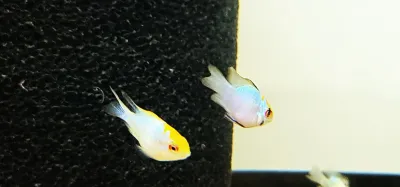 Electric Blue Ram Cichlid - (Mikrogeophagus ramirezi)