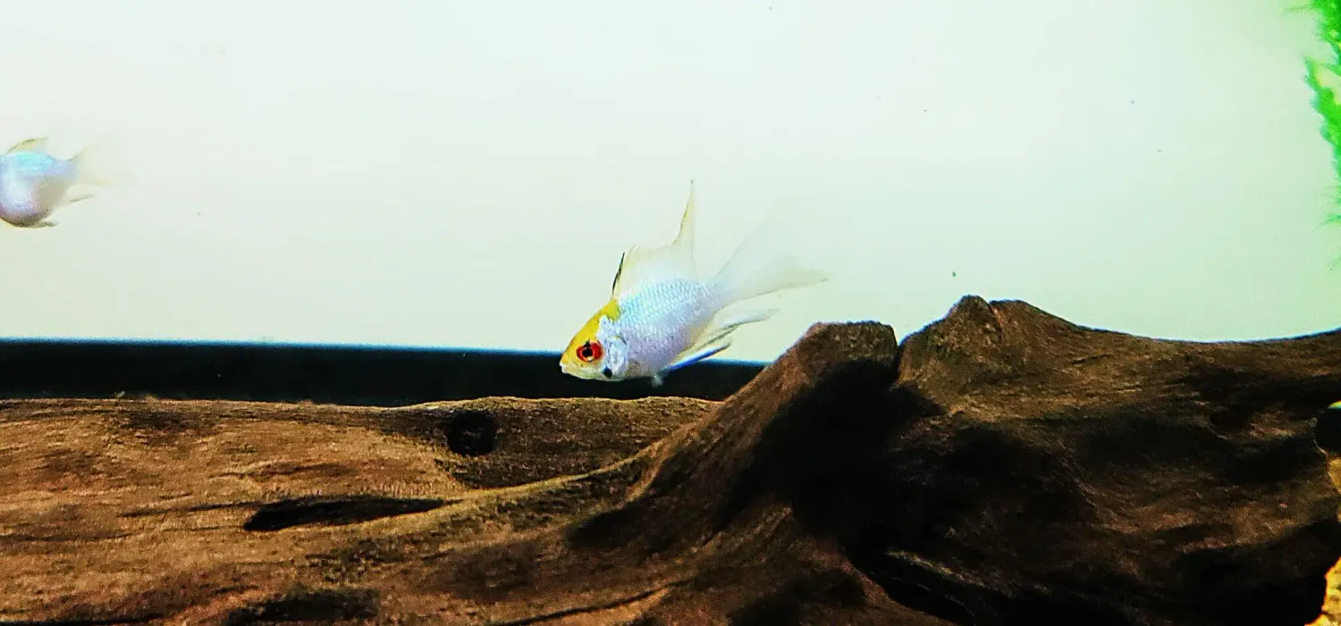 Electric Blue Ram Cichlid - (Mikrogeophagus ramirezi)