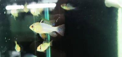 German Blue Ram - (Mikrogeophagus ramirezi)
