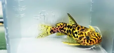 Yellow Marbled Syno - (Synodontis schoutedeni)