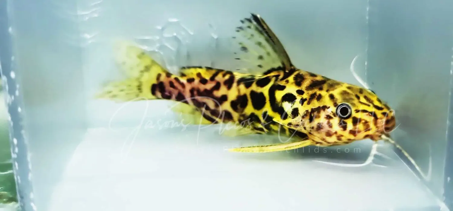 Yellow Marbled Syno - (Synodontis schoutedeni)