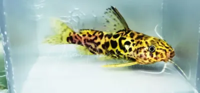 Yellow Marbled Syno - (Synodontis schoutedeni) Yellow Marbled Syno - (Synodontis schoutedeni)