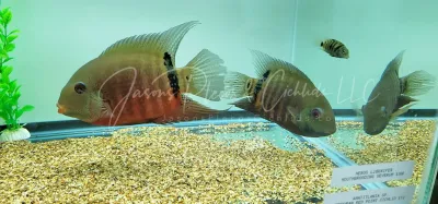 Mouthbrooding Severum - (Heros liberifer)