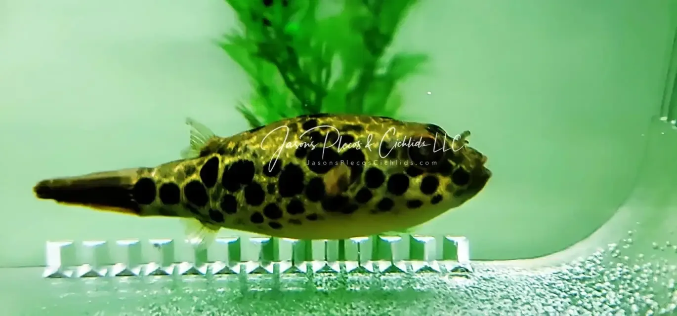 Spotted Congo Puffer - (Tetraodon schoutedeni)