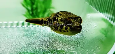 Spotted Congo Puffer - (Tetraodon schoutedeni)