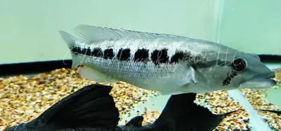 Iguassuensis Pike Cichlid - (Crenicichla iguassuensis) Iguassuensis Pike Cichlid - (Crenicichla iguassuensis)