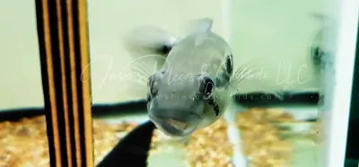 Iguassuensis Pike Cichlid - (Crenicichla iguassuensis)