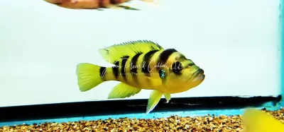 Six-barred Lamprologus - (Neolamprologus sexfasciatus) Six-barred Lamprologus - (Neolamprologus sexfasciatus)