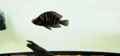 Red Fin Compressiceps - (Altolamprologus Compressiceps)