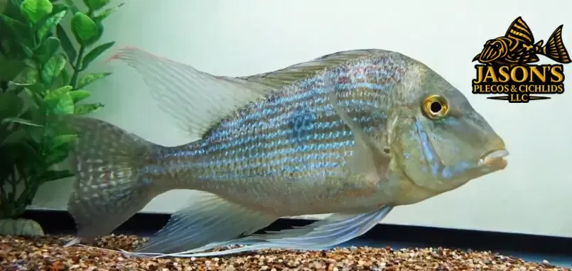 Sveni Eartheater - (Geophagus sveni)