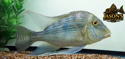 Sveni Eartheater - (Geophagus sveni)