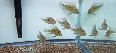 Sveni Eartheater - (Geophagus sveni)