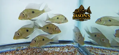 Sveni Eartheater - (Geophagus sveni) Sveni Eartheater - (Geophagus sveni)