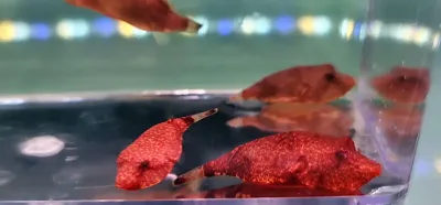 Potato Puffer - (Tetraodon miurus)