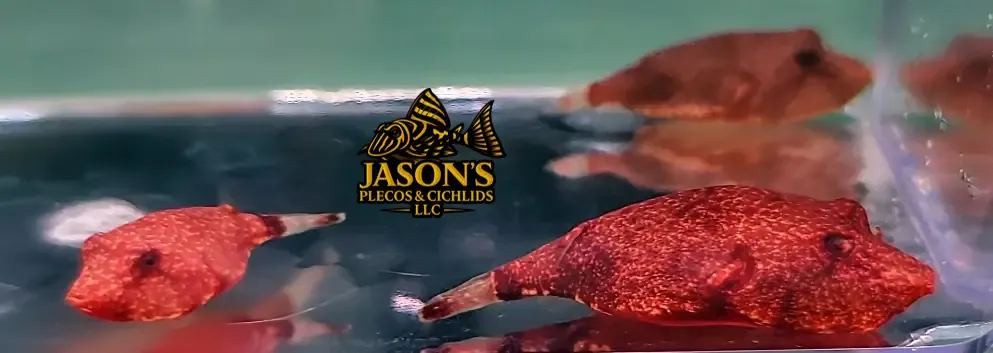 Potato Puffer - (Tetraodon miurus)