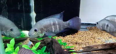 True Green Terror - (Andinoacara stalsbergi)
