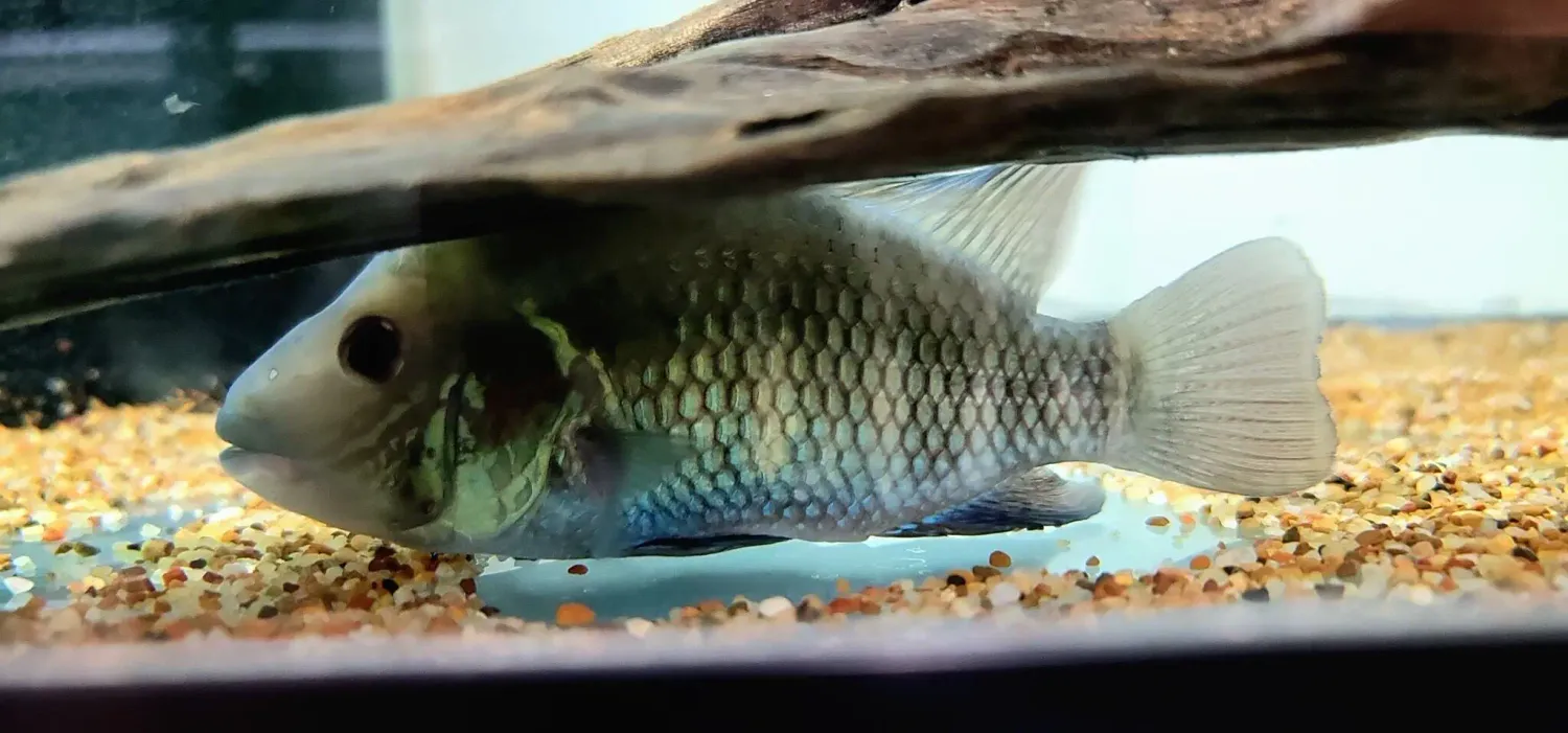 True Green Terror - (Andinoacara stalsbergi)