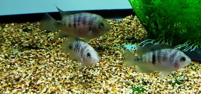 Rosy Cichlid - (Cryptoheros panamensis)