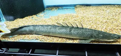 Lapradei Bichir - (Polypterus lapradei)