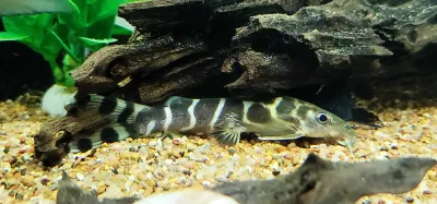 Brichard's Syno - (Synodontis brichardi)