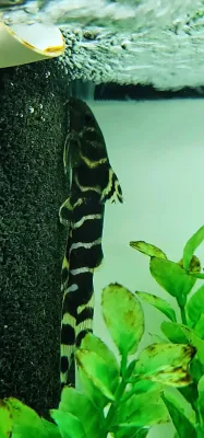 Brichard's Syno - (Synodontis brichardi)