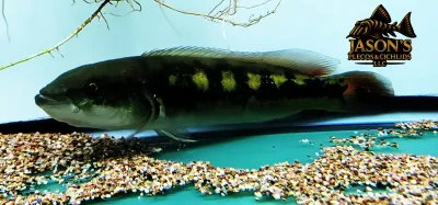 Marbled Pike Cichlid - (Lugibria marmorata)