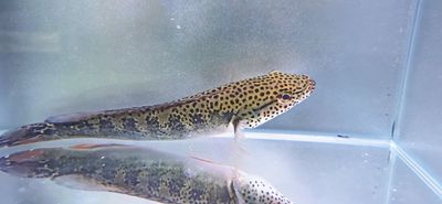 Marbled Pike Cichlid - (Lugibria marmorata)